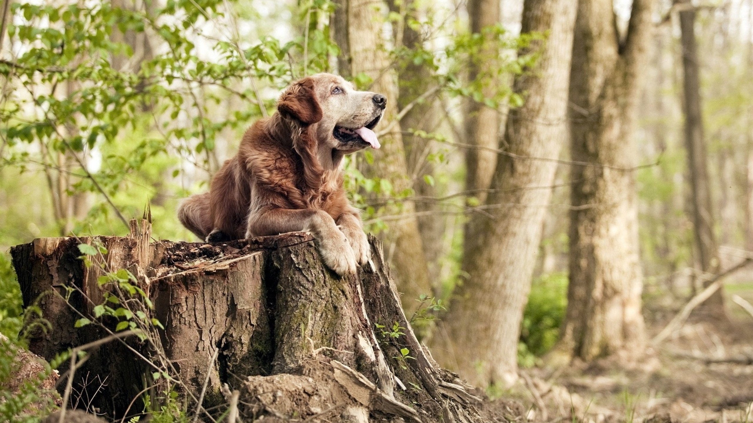 “裁判的秘密:场上那些少有人知的判罚细节”,裁判怎么解释